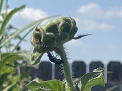 Chrysidoidea