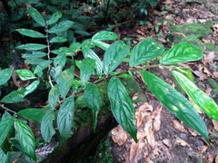 Columnea