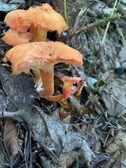 Hygrocybe miniata