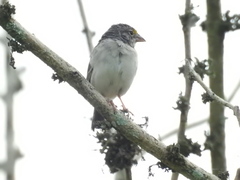 Ammodramus humeralis