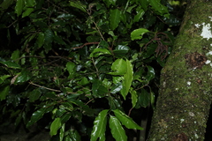 Actephila mooreana