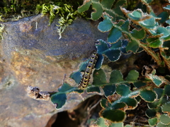 Callopistria latreillei