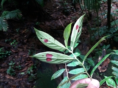Columnea