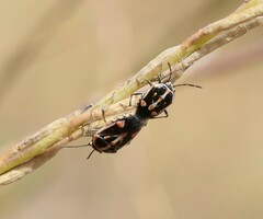 Bagrada hilaris