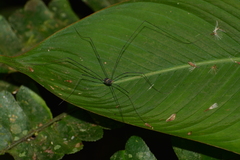 Sclerosomatidae