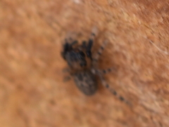 Mexigonus morosus