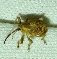 Curculio occidentis