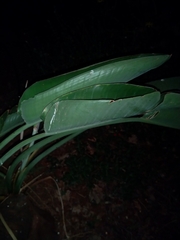 Strelitzia reginae