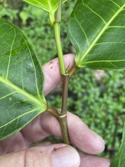 Annona glabra