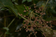 Miconia calvescens