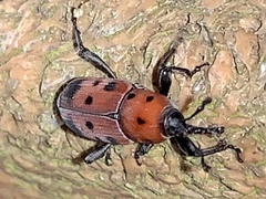 Rhodobaenus tredecimpunctatus