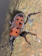 Rhodobaenus tredecimpunctatus