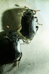 Nicrophorus nigrita