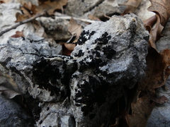 Lathagrium cristatum