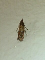 Plodia interpunctella