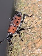 Rhodobaenus tredecimpunctatus