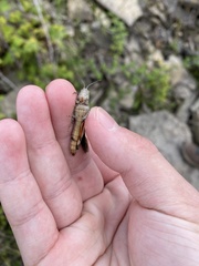 Spharagemon saxatile