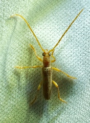 Aneflomorpha lineare