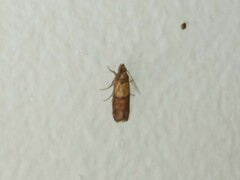 Plodia interpunctella