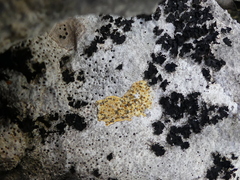 Xanthocarpia ochracea