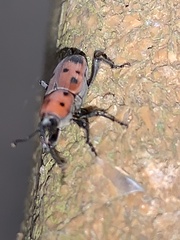 Rhodobaenus tredecimpunctatus