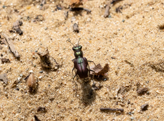 Cicindela scutellaris