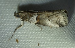 Acrobasis tricolorella