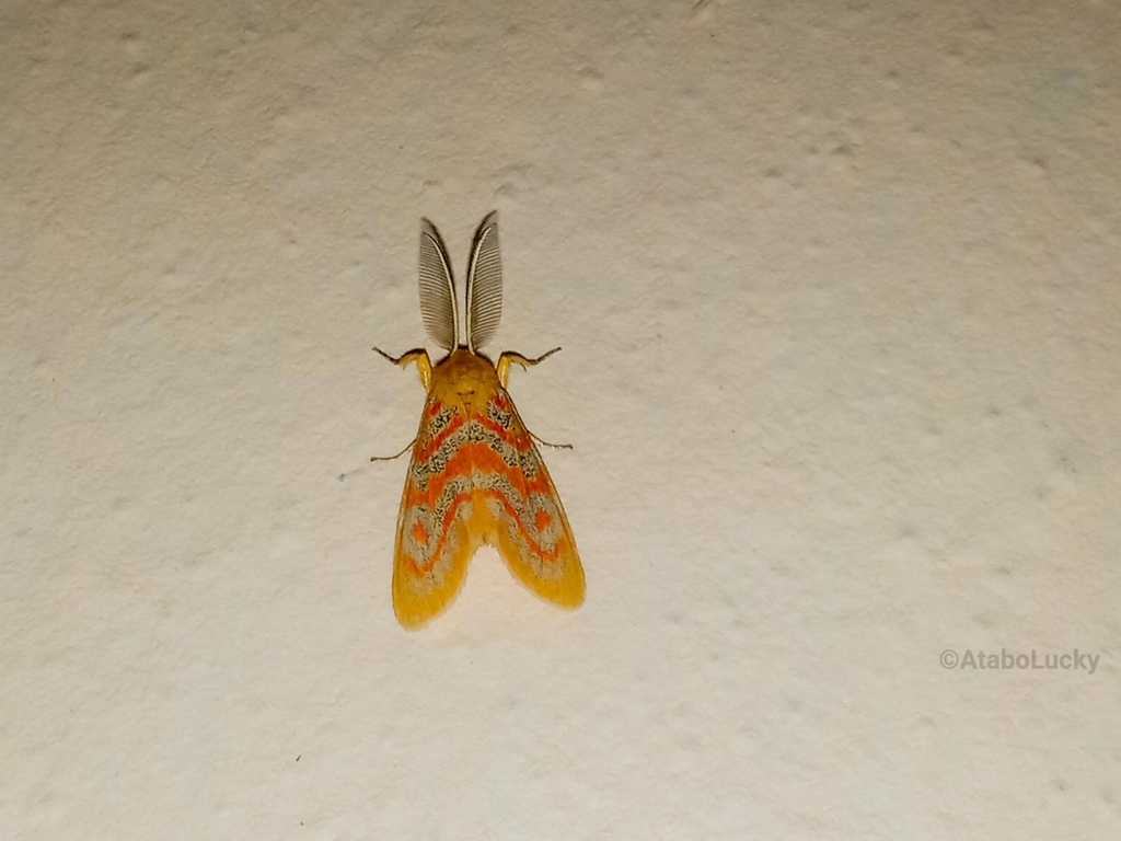 Euproctoides