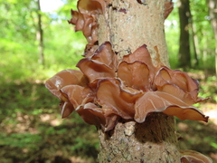 Auricularia angiospermarum