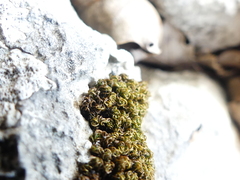 Tortella tortuosa