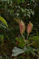 Miconia calvescens
