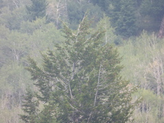 Juniperus scopulorum