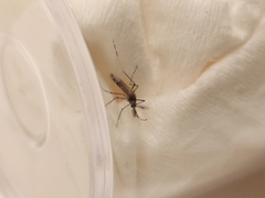 Aedes aegypti