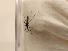 Aedes aegypti