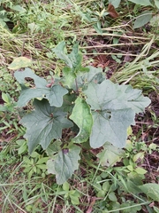 Arnoglossum reniforme