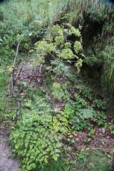 Peucedanum verticillare