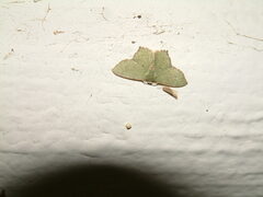 Chloropteryx nordicaria
