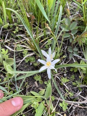 Leucocrinum montanum