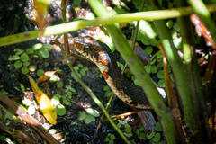 Nerodia fasciata
