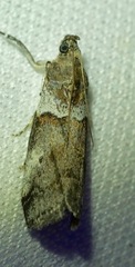 Acrobasis tricolorella