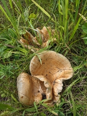 Lactarius psammicola