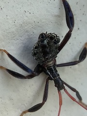 Acanthocephala terminalis