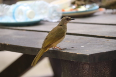 Pycnonotus conradi