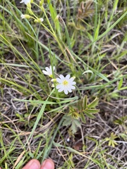 Cerastium arvense