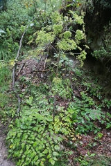 Peucedanum verticillare