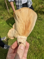 Lactarius psammicola