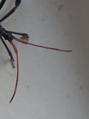 Acanthocephala terminalis