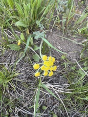 Lomatium