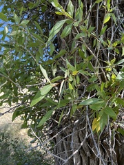 Populus angustifolia