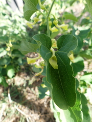 Aristolochia clematitis